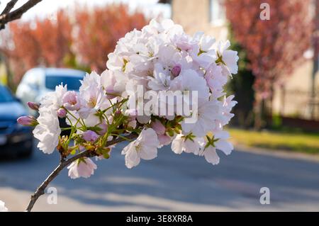 i ciliegi fioriscono per strada in primavera. fiori di ciliegio Foto Stock