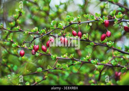 Frutti di bosco maturi sui rami di un cespuglio in autunno Foto Stock