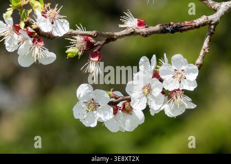 Dettaglio dei fiori bianchi di Prunus armeniaca albicocca in primavera Foto Stock