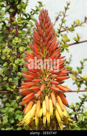 Aloe microstigma Foto Stock