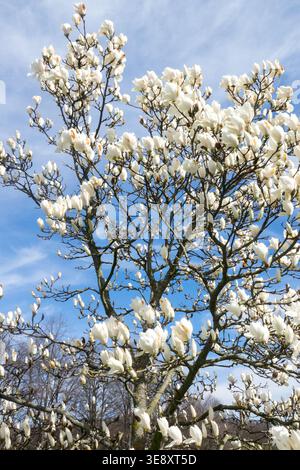 Magnolia in fiore bianca x soulangiana dolce sedici alberi in piena fioritura in primavera Foto Stock