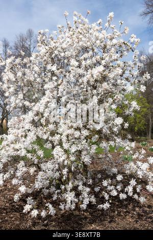 Albero Magnolia x loebneri 'Encore' in piena fioritura Foto Stock