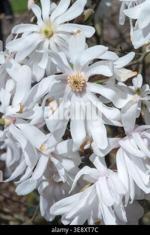 Albero Magnolia x loebneri 'Encore' in piena fioritura Foto Stock