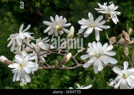 Dettaglio dei fiori bianchi della Magnolia stellata albero 'Royal Star' in primavera Foto Stock
