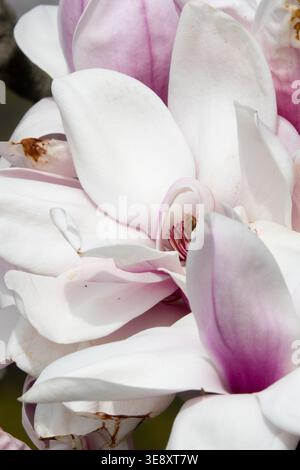 Dettaglio dei fiori rosa e bianchi della Magnolia x soulangiana albero dell'Atlante in primavera Foto Stock