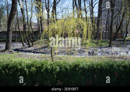 Giovane salice piangente con foglie verdi fresche in un soleggiato parco primaverile. Parco urbano con un salice decorativo vicino a un pon rivestito in pietra Foto Stock