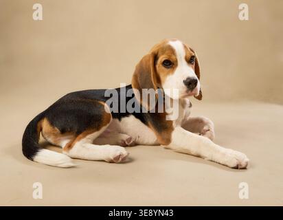 Il cucciolo rilassato si appoggia con le zampe in avanti, girando la testa verso sinistra. Foto Stock