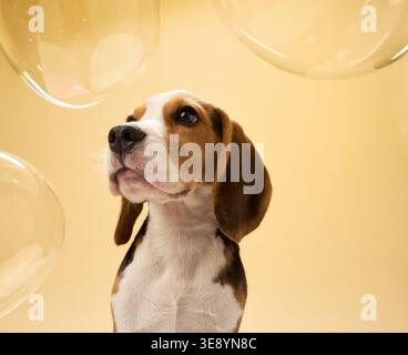 Un beagle guarda verso l'alto verso le bolle d'aria traslucide. Lo sfondo giallo e i riflessi morbidi aggiungono una sensazione magica. Foto Stock
