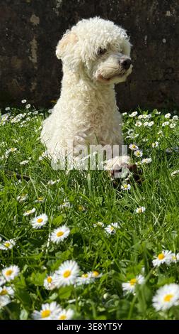 Cane bianco soffice seduto tranquillamente in un prato pieno di margherite, trasudando tranquillità e soddisfazione. La vegetazione lussureggiante e i fiori fioriti crescono Foto Stock