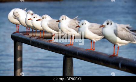 Waren, Germania, 22-08-2017 Descrizione: Fila di gabbiani dalla testa nera arroccati su una ringhiera sul lago Müritz. Foto Stock