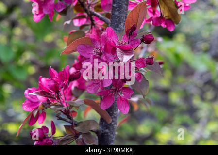 Malus x moerlandsii 'profusion', granchio mela 'profusion', Rosaceae, fiori di granchio, rosso, fiori Foto Stock