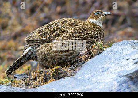 Monale himalayano (Lophophorus impejanus, femmina) da Chopta, Uttarakhand, India, a 2800 m di altitudine. Foto Stock