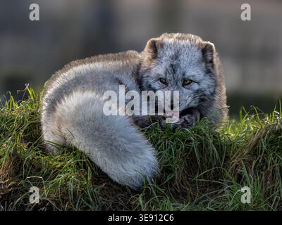 Volpe artica Foto Stock
