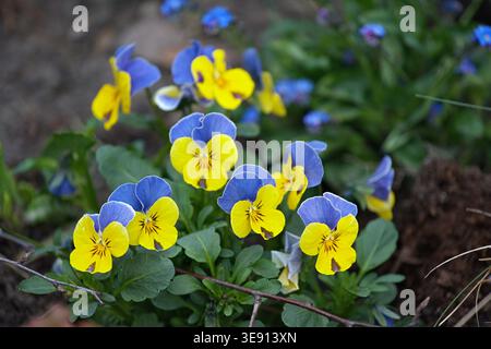 Primo piano di Pansy giallo-blu tricolore. Foto di alta qualità Foto Stock