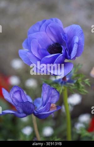 Primo piano di fiori blu di coronaria Anemone. Foto di alta qualità Foto Stock