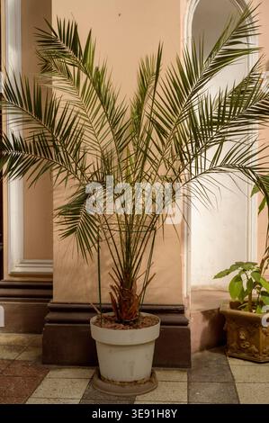 Grande palma di Sago, Cycas revoluta, in una pentola su una lussuosa terrazza del ristorante. Foglie verdi lussureggianti. Concetto di paesaggio tropicale e resort di lusso Foto Stock