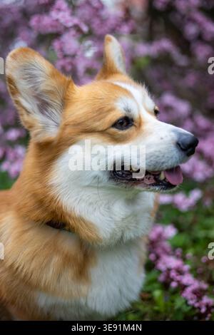 Profilo ritratto del cane felice gallese Corgi contro fiori rosa Foto Stock