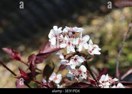 Prunus x cistena. Primo piano di fiori di ciliegio bianchi di sabbia viola con foglie nuove sullo sfondo. Foto Stock