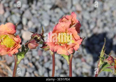 Geum 'mai Tai' (serie cocktail). Primo piano di un fiore di avens rosa semi-doppio arancione in primavera. Foto Stock