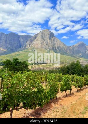 Vigna panoramica con sfondo Majestic Mountain in Sud Africa. Foto Stock