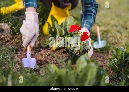 Persona che indossa guanti e camicia plaid che piantano un piccolo fiore rosso fiorito da un vaso nel terreno fresco del giardino utilizzando una cazzuola, impegnandosi in ga primaverile Foto Stock
