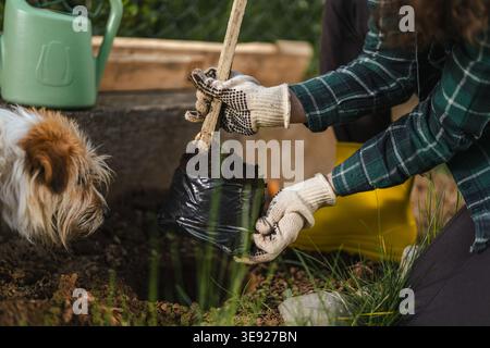 Persona che indossa camicia a scacchi e guanti tenendo un giovane albero alberellato in un sacchetto di plastica nero, preparandosi a piantarlo nel terreno, con un piccolo cane int Foto Stock