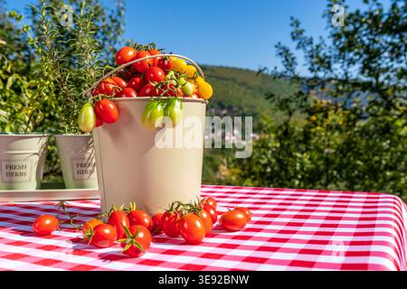Una vivace scena all'aperto caratterizzata da un secchio pieno di pomodori ciliegini appena raccolti posto su una tovaglia a scacchi rossa e bianca, circondato da Foto Stock