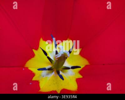 Primo piano estremo del centro di un fiore di tulipano rosso (Tulipa), che mostra la base a forma di stella gialla, stami scuri e pistola centrale. Foto Stock