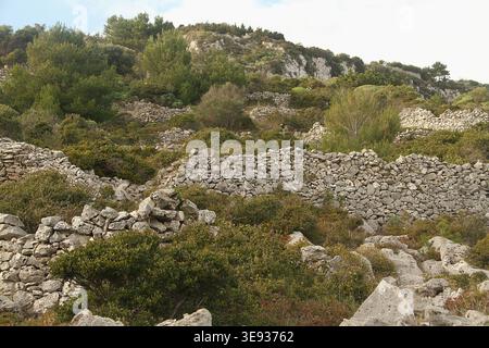 Salento, Italia. Paesaggio lungo il Sentiero delle Cipolliane, con vegetazione aspra che cresce tra muretti a secco e terrazzamenti. Foto Stock