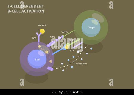 Illustrazione del vettore piatto isometrico 3D dell'attivazione del linfociti B dipendenti dalla cellula T, sistema immunitario adattivo Foto Stock