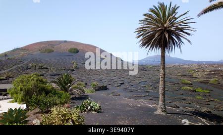 Lanzarote la Geria vigneto vulcanico con palma Foto Stock