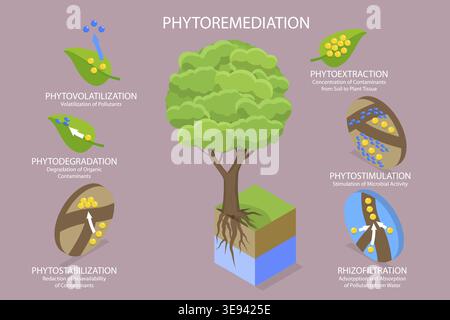 Illustrazione concettuale del vettore piatto isometrico 3D della fitomediazione, diagramma educativo Foto Stock