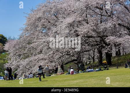 Celebrazione primaverile dell'hanami con fiori sakura rosa a Yokohama, Giappone Foto Stock