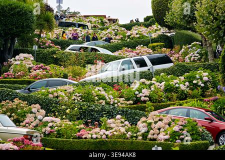 I visitatori attraversano Lombard Street a San Francisco, circondati da fiori fioriti e da un'alta vegetazione in una giornata di sole. Foto Stock