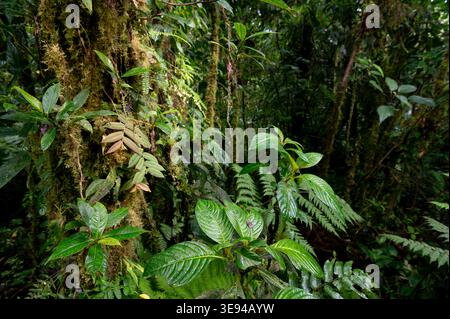 Vegetazione nella riserva forestale Nubular di Santa Elena, Monteverde, Costa Rica Foto Stock