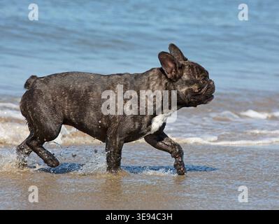bouledogue francese sulla spiaggia, a piedi in mare Foto Stock