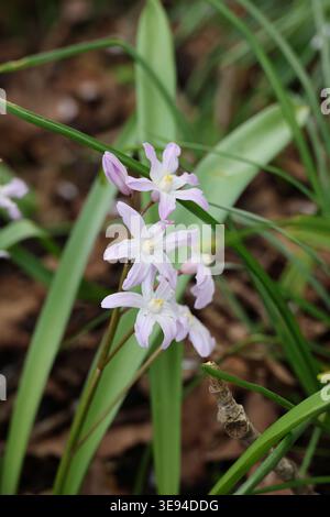 Scilla "Pink Giant". Primo piano di un gruppo di stelle rosa pallido come grandi fiori di squill in primavera. Foto Stock
