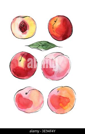 Nettarine e pesche frutto schizzo di cibo in acquerello e inchiostro. Schizzo di prodotti colorati su sfondo bianco. Foto Stock