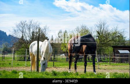 Cavalli castani e bianchi che pascolano in un campo recintato nelle giornate di sole, paesaggi rurali con alberi, edifici agricoli e un ambiente naturale tranquillo Foto Stock