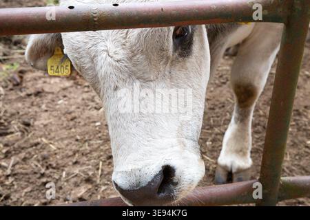 La tranquilla fattoria mostra il cancello di esame della mucca sotto la luce soffusa del giorno Foto Stock