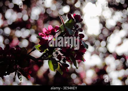 Fiori di mele di granchio rosa retroilluminato e foglie verdi su un ramo con luce soffusa bokeh sullo sfondo, bassa profondità di campo, fiori primaverili sc Foto Stock