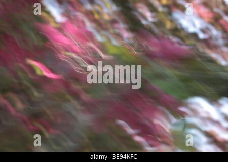 Sfocatura astratta del movimento sullo sfondo della primavera delle mele di granchio in colori magenta, verde e bianco, che ricorda fiori e fogliame sfocati; diam. Dinamico Foto Stock