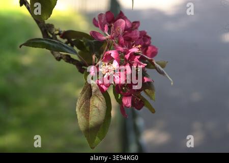 Primo piano di mele di granchio rosa fioriscono su un ramo frondoso alla luce del sole con uno sfondo bokeh verde e grigio. Preso a Ruskin Park, Lambeth, Foto Stock