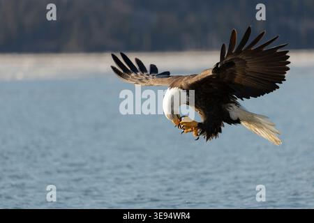 Bald Eagle trasferisce il cibo al becco durante il volo Foto Stock