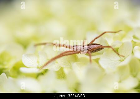 Nido di ragnatela a caccia tra ortensie bianche in fiore Foto Stock