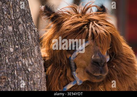 llama, Lama glama, guarda la telecamera Foto Stock