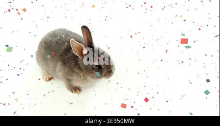 Coriandoli adagiati su un piccolo coniglio grigio su sfondo bianco, che cura la pelliccia del coniglio per attività di marketing Foto Stock