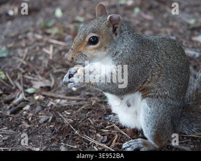 Profilo ravvicinato di uno scoiattolo grigio (Sciurus carolinensis) seduto a terra a mangiare una noce. Foto Stock