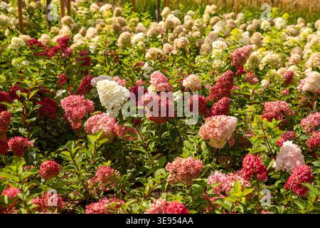 Panicle rosso ortensia rosa. Grandi gruppi di ortensie rosa bianche in giardino o nel parco. Vista ravvicinata Foto Stock