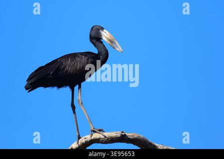 Mohrenklaffschnabel / Africa openbill / Anastomus lamelligerus Foto Stock